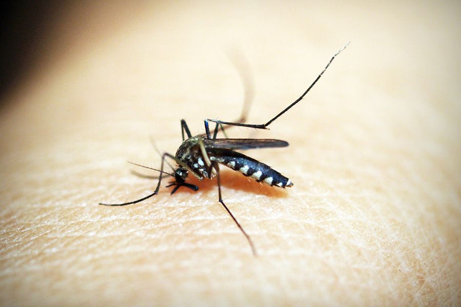 How to resist Dengue fever ?