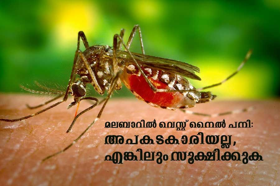 West Nile fever in Malappuram, Kerala
